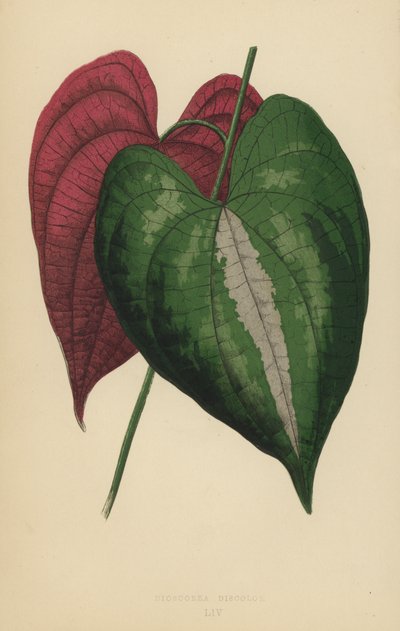 Dioscorea Discolor 作： English School